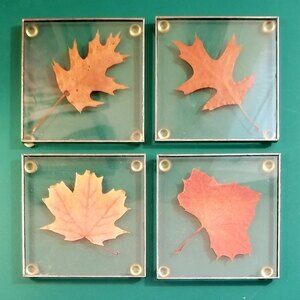 Vintage Set of 4 Coasters Leaves Preserved in Lucite Fall Autumn 4"X4"